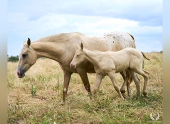 Cheval de sport espagnol, Étalon, Poulain (05/2024), Perlino