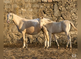 Cheval de sport espagnol, Étalon, Poulain (05/2024), Perlino