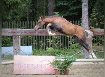 Cheval de sport espagnol, Étalon, Poulain (01/2025)