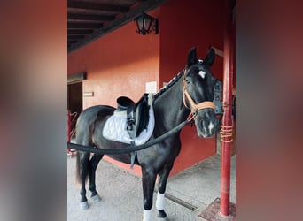Cheval de sport espagnol, Hongre, 10 Ans, 154 cm, Bai brun