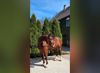 Cheval de sport espagnol, Hongre, 10 Ans, 160 cm, Bai