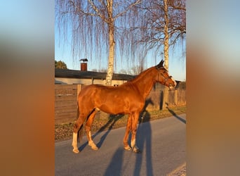 Cheval de sport espagnol, Hongre, 10 Ans, 163 cm, Alezan