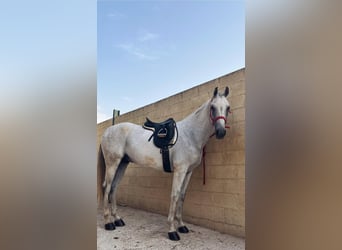 Cheval de sport espagnol, Hongre, 10 Ans, Gris moucheté