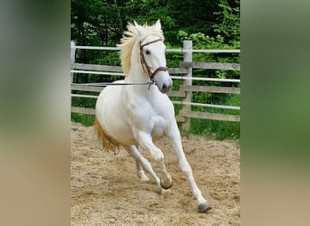 Cheval de sport espagnol, Hongre, 11 Ans, 160 cm, Gris