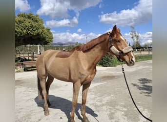 Cheval de sport espagnol, Hongre, 11 Ans, 168 cm, Alezan