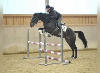 Cheval de sport espagnol, Hongre, 11 Ans, 168 cm, Bai brun