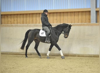 Cheval de sport espagnol, Hongre, 11 Ans, 168 cm, Bai brun