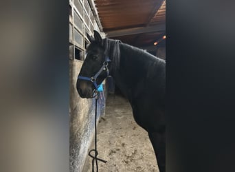 Cheval de sport espagnol, Hongre, 11 Ans, Noir