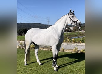 Cheval de sport espagnol, Hongre, 12 Ans, 163 cm, Gris