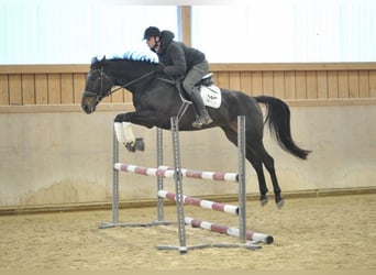 Cheval de sport espagnol, Hongre, 12 Ans, 168 cm, Bai brun foncé