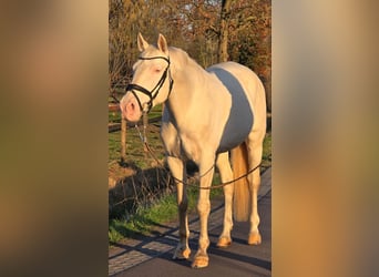 Cheval de sport espagnol, Hongre, 12 Ans, 168 cm, Cremello