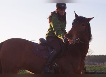 Cheval de sport espagnol, Hongre, 13 Ans, 160 cm, Bai