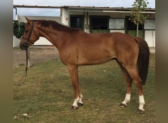 Cheval de sport espagnol, Hongre, 13 Ans, 166 cm, Alezan