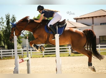 Cheval de sport espagnol, Hongre, 13 Ans, 167 cm, Alezan