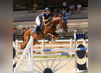 Cheval de sport espagnol, Hongre, 13 Ans, 167 cm, Alezan