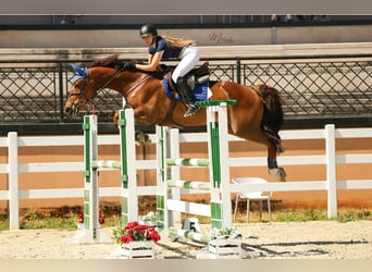 Cheval de sport espagnol, Hongre, 13 Ans, 167 cm, Alezan