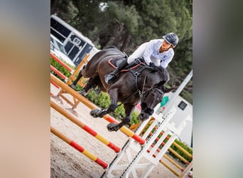 Cheval de sport espagnol, Hongre, 13 Ans, 167 cm, Noir