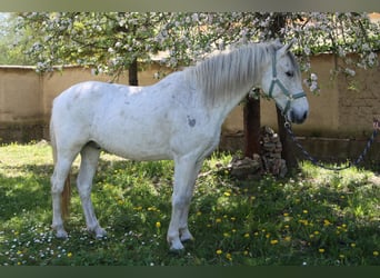 Cheval de sport espagnol, Hongre, 14 Ans, 155 cm, Gris