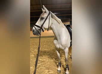 Cheval de sport espagnol, Hongre, 14 Ans, 163 cm, Gris