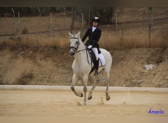 Cheval de sport espagnol Croisé, Hongre, 14 Ans, 163 cm, Gris