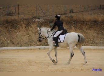 Cheval de sport espagnol, Hongre, 14 Ans, 163 cm, Gris