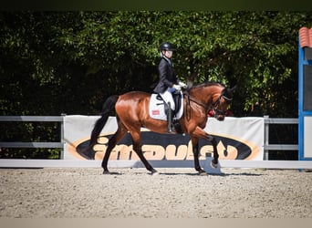 Cheval de sport espagnol, Hongre, 14 Ans, 164 cm, Bai