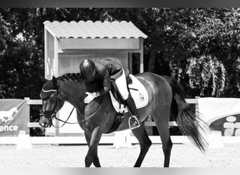 Cheval de sport espagnol, Hongre, 14 Ans, 164 cm, Bai