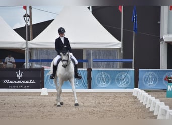 Cheval de sport espagnol Croisé, Hongre, 16 Ans, 164 cm, Gris