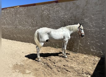 Cheval de sport espagnol, Hongre, 17 Ans, 167 cm, Gris