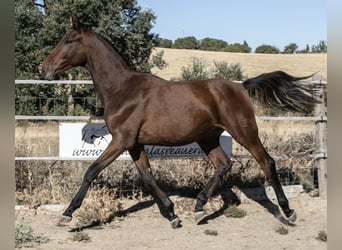 Cheval de sport espagnol, Hongre, 1 Année, 162 cm, Bai