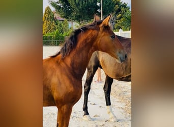 Cheval de sport espagnol, Hongre, 1 Année, Bai clair