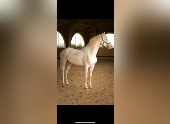 Cheval de sport espagnol, Hongre, 2 Ans, 149 cm, Perlino