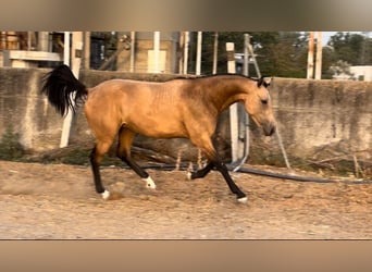 Cheval de sport espagnol, Hongre, 2 Ans, 162 cm, Isabelle