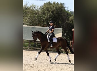 Cheval de sport espagnol, Hongre, 3 Ans, 168 cm, Bai brun