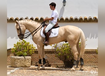 Cheval de sport espagnol, Hongre, 3 Ans, 169 cm, Palomino