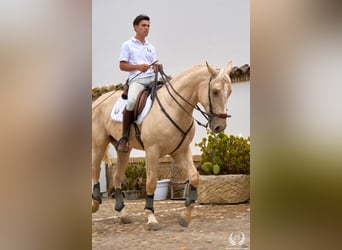 Cheval de sport espagnol, Hongre, 3 Ans, 169 cm, Palomino