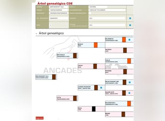 Cheval de sport espagnol, Hongre, 3 Ans, Bai clair