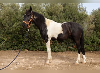 Cheval de sport espagnol, Hongre, 4 Ans, 160 cm, Tovero-toutes couleurs