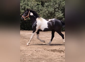 Cheval de sport espagnol, Hongre, 4 Ans, 160 cm, Tovero-toutes couleurs