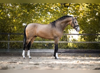 Cheval de sport espagnol, Hongre, 4 Ans, 162 cm, Buckskin