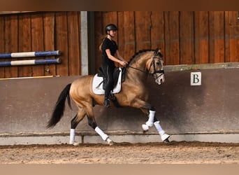 Cheval de sport espagnol, Hongre, 4 Ans, 162 cm, Buckskin