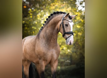 Cheval de sport espagnol, Hongre, 4 Ans, 162 cm, Buckskin