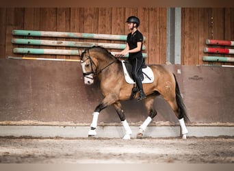 Cheval de sport espagnol, Hongre, 4 Ans, 162 cm, Buckskin