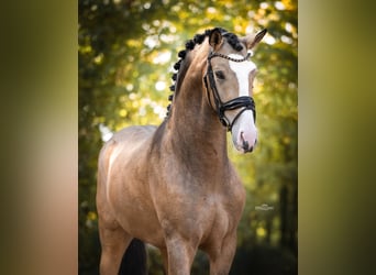Cheval de sport espagnol, Hongre, 4 Ans, 162 cm, Buckskin