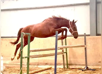 Cheval de sport espagnol, Hongre, 4 Ans, 163 cm, Alezan