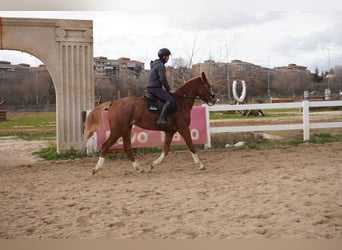 Cheval de sport espagnol, Hongre, 4 Ans, 164 cm, Alezan