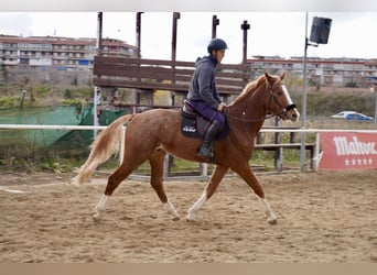 Cheval de sport espagnol, Hongre, 4 Ans, 164 cm, Alezan