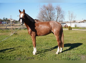 Cheval de sport espagnol, Hongre, 4 Ans, 164 cm, Alezan