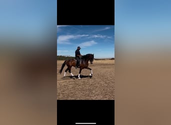 Cheval de sport espagnol, Hongre, 4 Ans, 165 cm, Bai