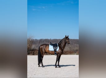 Cheval de sport espagnol, Hongre, 4 Ans, 165 cm, Bai clair